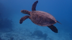 Chelonia mydas