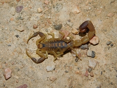 Uroplectes triangulifer