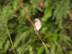 Lonchura punctulata topela