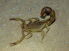 Parabuthus granulatus