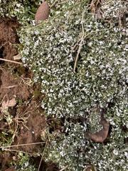Cladonia apodocarpa