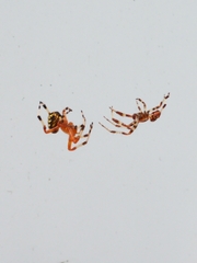 Araneus marmoreus