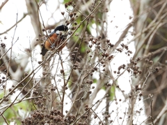 Sittiparus castaneoventris