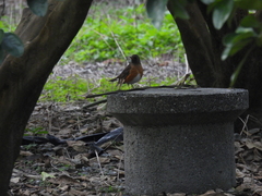 Turdus chrysolaus chrysolaus