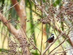 Sittiparus castaneoventris