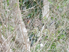 Sittiparus castaneoventris