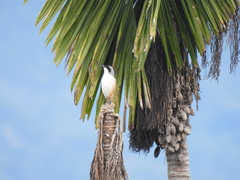 Lanius schach schach