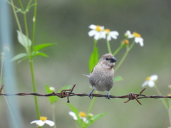 Lonchura punctulata topela