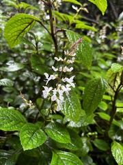 Plectranthus ciliatus
