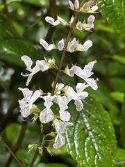 Plectranthus ciliatus