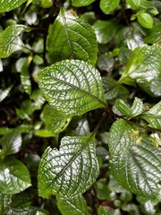 Plectranthus ciliatus