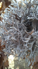 Pseudevernia furfuracea