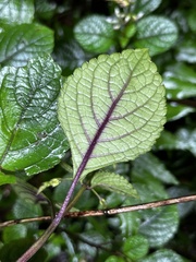 Plectranthus ciliatus