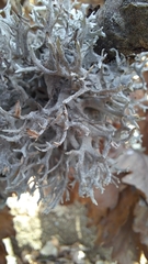 Pseudevernia furfuracea