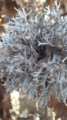 Pseudevernia furfuracea