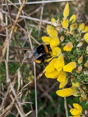 Bombus terrestris audax