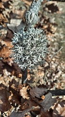 Pseudevernia furfuracea