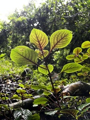 Plectranthus ciliatus