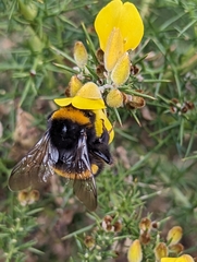 Bombus terrestris audax