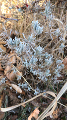 Krascheninnikovia lanata