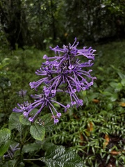 Plectranthus ambiguus