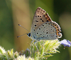 Lycaena tityrus