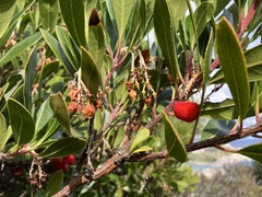Arbutus unedo