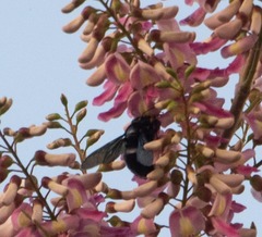 Xylocopa