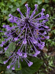 Plectranthus ambiguus
