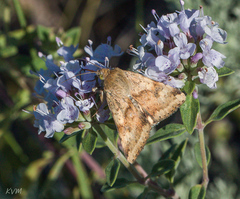 Heliothis viriplaca
