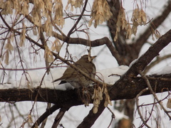 Turdus atrogularis