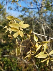 Carya floridana