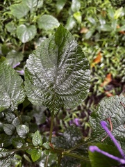 Plectranthus ambiguus