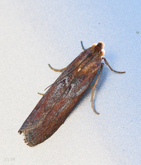 Uncinus obductella
