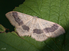 Idaea aversata