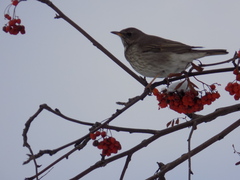 Turdus atrogularis