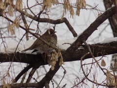 Turdus atrogularis
