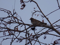 Turdus atrogularis