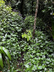 Plectranthus ambiguus