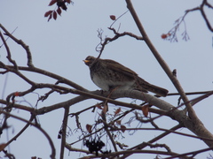 Turdus atrogularis