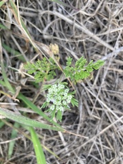 Daucus pusillus