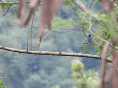 Hypothymis azurea oberholseri