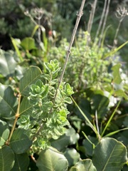 Origanum onites