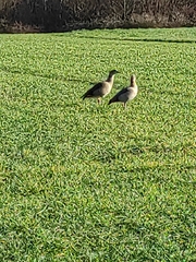 Alopochen aegyptiaca