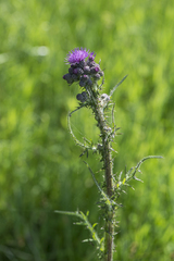 Cirsium palustre