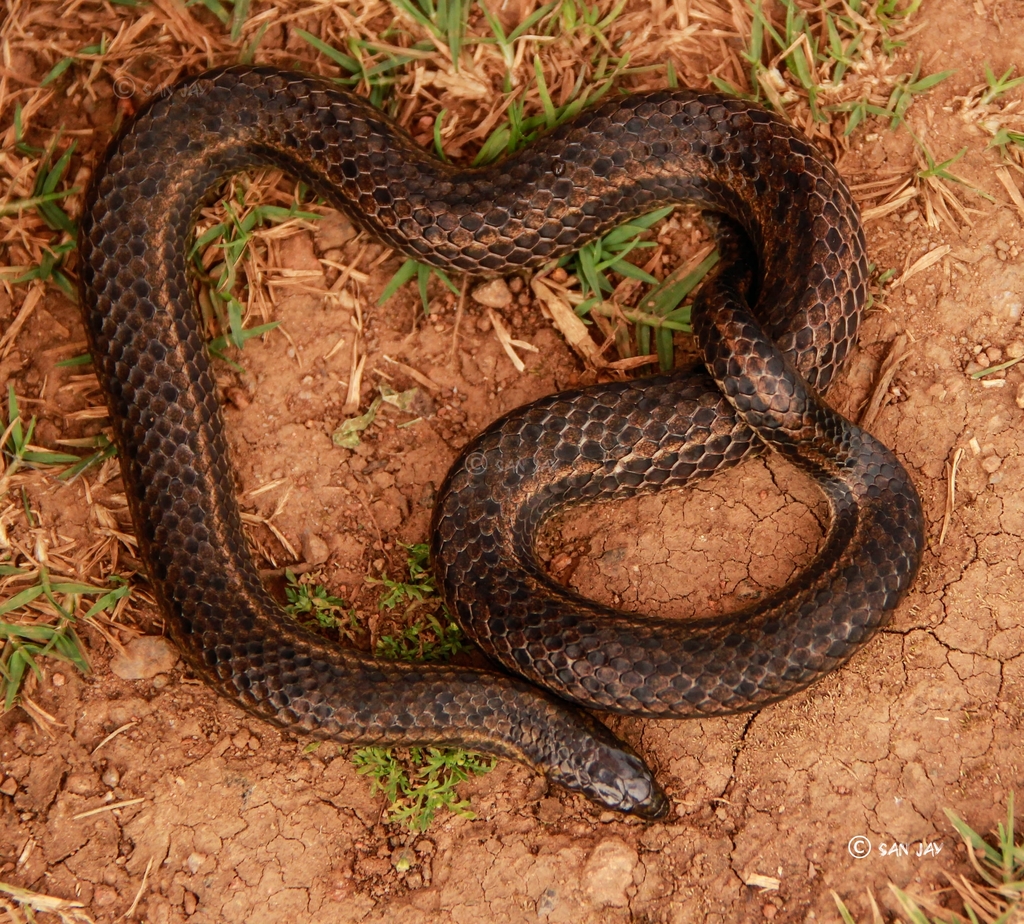 Perrotet's Mountain Snake