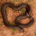 Perrotet's Mountain Snake - Photo (c) indianwildlife, some rights reserved (CC BY-NC), uploaded by indianwildlife