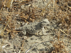 Phrynosoma blainvillii