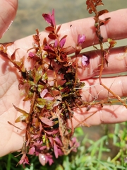 Rotala