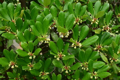 Ternstroemia gymnanthera